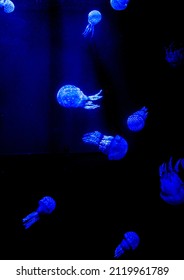 
Papuan Jellyfish Or Spotted Jellyfish Inaqurium
