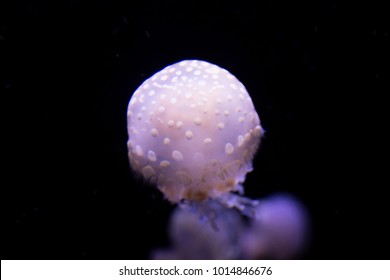 Papuan Jellyfish In Water