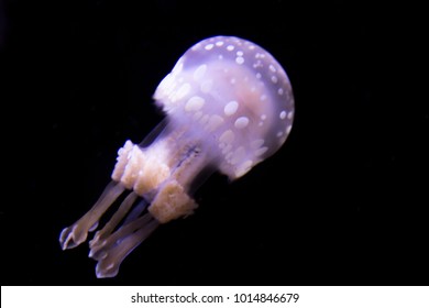 Papuan Jellyfish In Water