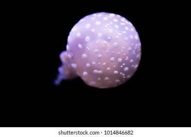 Papuan Jellyfish In Water