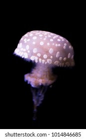 Papuan Jellyfish In Water