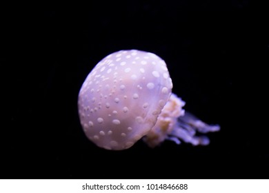 Papuan Jellyfish In Water