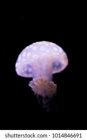 Papuan Jellyfish In Water