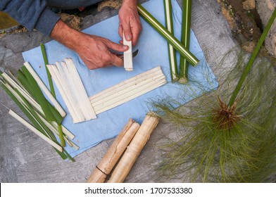 Papyrus artisan in Syracuse cutting the stem of a papyrus plant to obtain thin strips