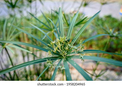 Papyrus Tree High Res Stock Images Shutterstock