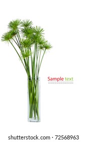 Papyrus Green Plant On Glasses