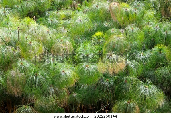 Papyrus Sedge Cyperus Papyrus Fonte Aretusa Stock Photo 2022260144 ...