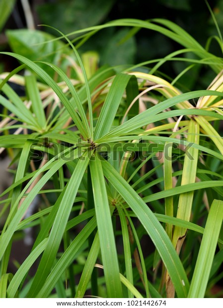 paper reed plant