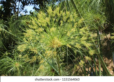 "Papyrus Sedge" plant (or Paper Reed, Indian Matting Plant, Nile Grass) in Crete Island, Greece. Its Latin name is Cyperus Papyrus, native to Africa.