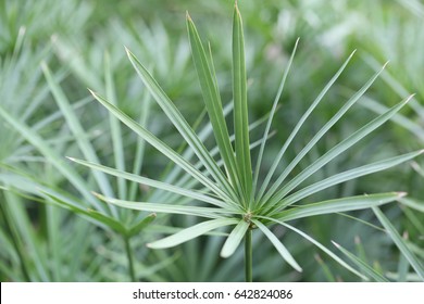 egyptian papyrus plant