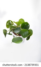 Çin para bitkisi (Pilea Peperomioides), beyaz arka planda saksı bitkisi. ev dekorasyon konsepti için houseplant.