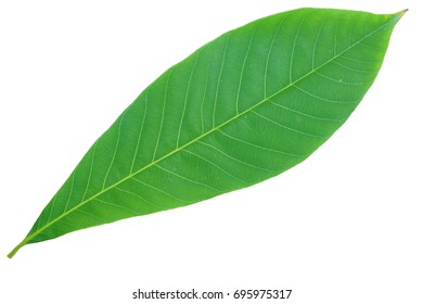 Para Rubber Hevea Brasiliensis Leaf Isolated Stock Photo 695975317 ...