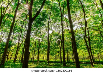 Para rubber tree, latex rubber plantation and tree rubber with sunbeam in southern Thailand