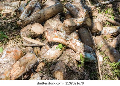 Para Rubber Tree Lumber Logging Industrial Stock Photo 1139021678 ...