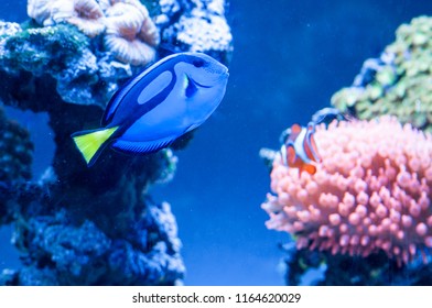 Paracanthurus hepatus, beautiful blue fish swimming in the aquarium with royal clownfish in the background