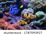 Paracanthurus hepatus, Blue tang, Amphiprion percula , red sea fish,  in Home Coral reef aquarium. Selective focus.