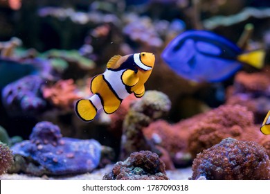 Paracanthurus Hepatus, Blue Tang, Amphiprion Percula , Red Sea Fish,  In Home Coral Reef Aquarium. Selective Focus.