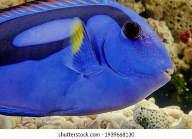Paracanthurus hepatus is a species of Indo-Pacific surgeonfish. A popular fish in marine aquaria, it is the only member of the genus Paracanthurus