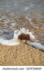 Paracentrotus Lividus At The Beach In Fiji Island