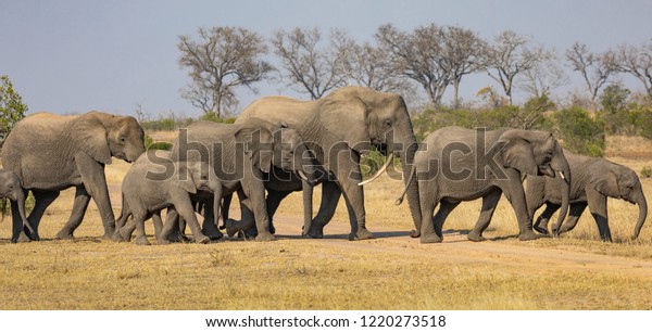 Parade of African elephants