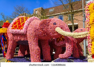 Parade Of Flowers In Haarlem. Haarlem,Netherlands