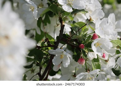 Paradise Apple Tree in full bloom. Extremely beautiful white leaves and red fine buds against a wonderfully beautiful blue sky.