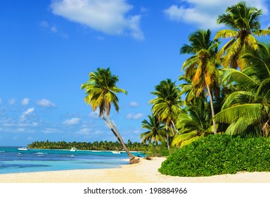Paradise beach with amazing palm trees entering the azure ocean