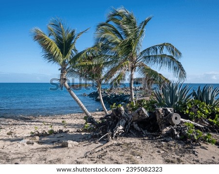 Paradise beach scene with two palm trees on a sand beach gently blowing in the wind.  Driftwood and vegetation are beneath the trees.  There is a blue sky and blue ocean in the background.
