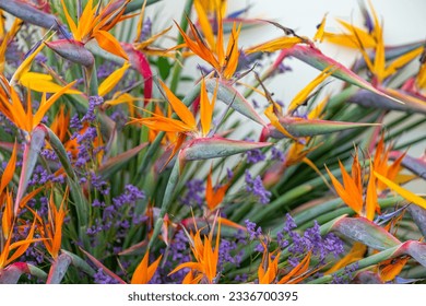 Paradise bird Strelitzia close up - Shutterstock ID 2336700395