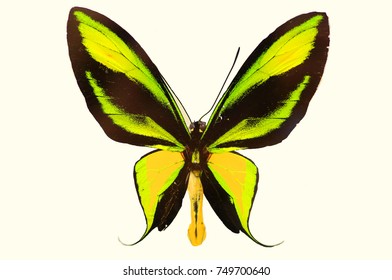 10,376 Butterfly in paradise Images, Stock Photos & Vectors | Shutterstock