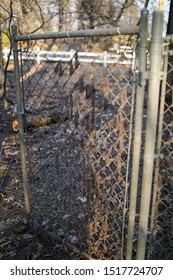 Paradise, CA/ United States- March 1, 2019: Melted Fence In Paradise California After The Camp Fire That Occurred In November 2018