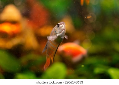 Paradise Fish Or Gourami In Home Freshwater Aquarium