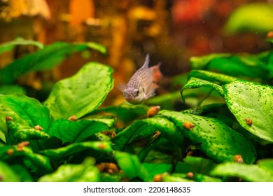 Paradise Fish Or Gourami In Home Freshwater Aquarium