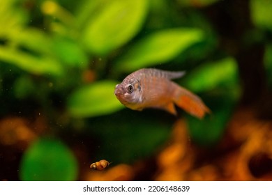 Paradise Fish Or Gourami In Home Freshwater Aquarium