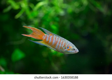 Paradise Fish - Macropodus Opercularis