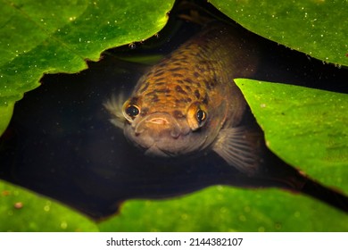  Paradise Fish In A Water Tank