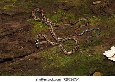 Paradise Flying Snake