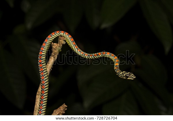 Paradise Flying
Snake