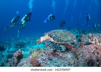 Paradise Manta Point In North Male' Atoll