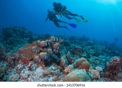 Paradise Manta Point In North Male' Atoll