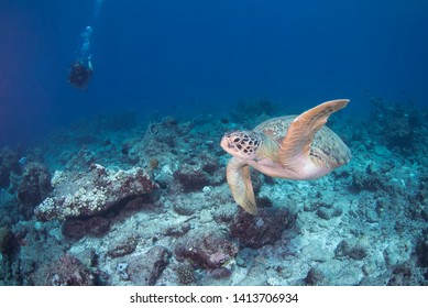 Paradise Manta Point In North Male' Atoll