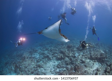 Paradise Manta Point In North Male' Atoll