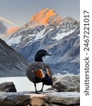 Paradise Shelduck with Mount Cook in the background, evening, sunset