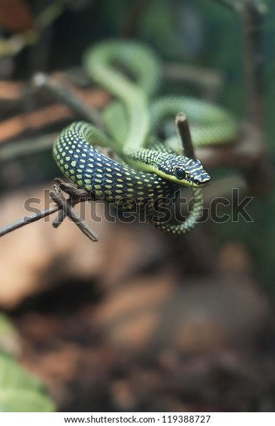 Paradise Tree snake. Also called \