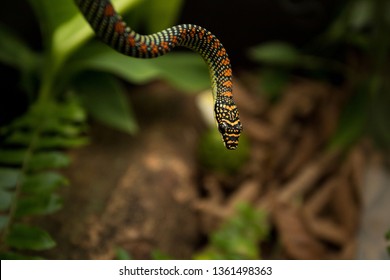 Paradise Tree Snake Hanging From Top