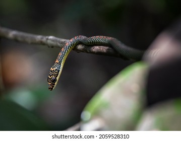 1,869 Paradise tree snake Images, Stock Photos & Vectors | Shutterstock