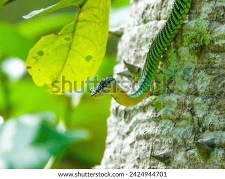 A paradise tree snake rearing up while slithering on a tree trunk