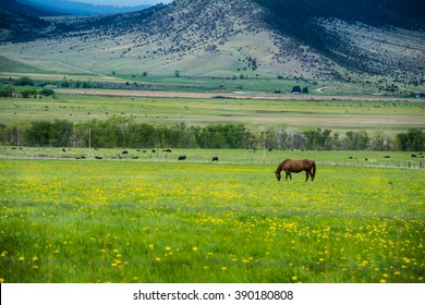 Paradise valley Montana horse grazing