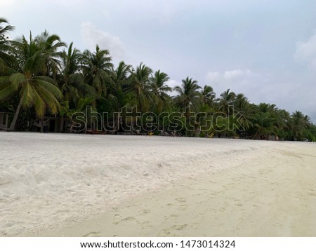Paradise view of coconut treeline at Maldives island
