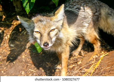 Paradise Wildlife Park, Broxbourne, Hertfordshire UK - April 24 2017- Corsac Fox At Paradise Park